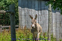 2015-06-28-069