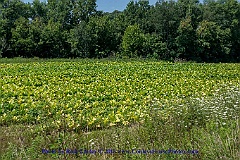 2015-07-24-33